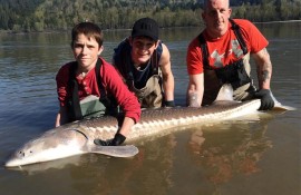 Vancouver Sturgeon Fishing